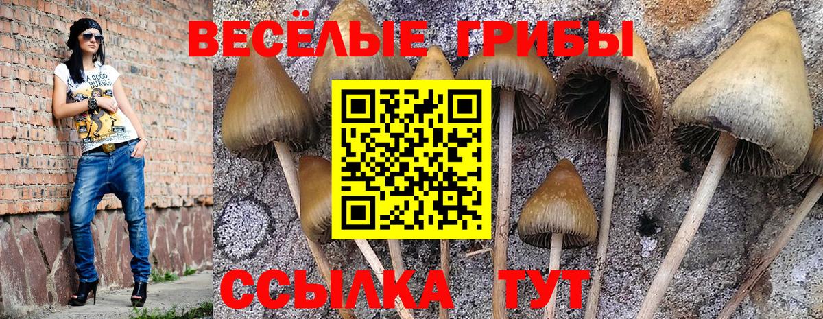 Галлюциногенные грибы Psilocybe Троицк